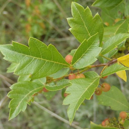 Searsia dentata other