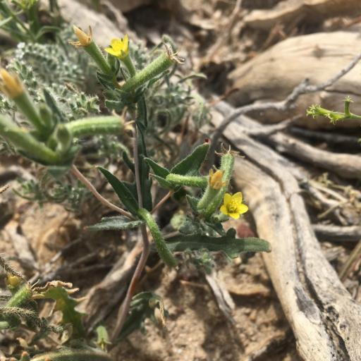 Mentzelia albicaulis — related species from the same genus