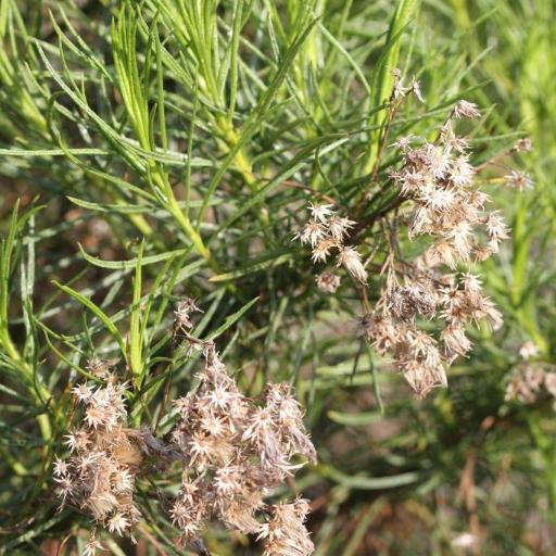 Ericameria arborescens — related species from the same genus