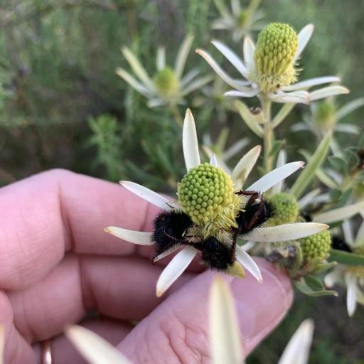 Leucadendron lanigerum other