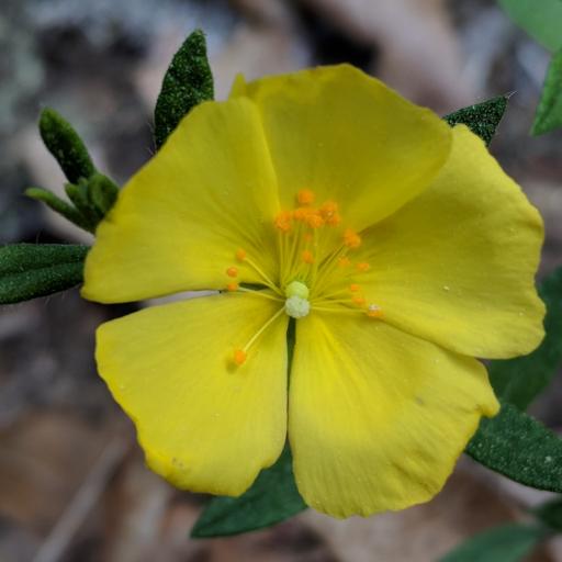 Crocanthemum canadense other