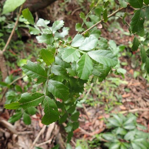 Hippobromus pauciflorus — search result for 'Eswatini'