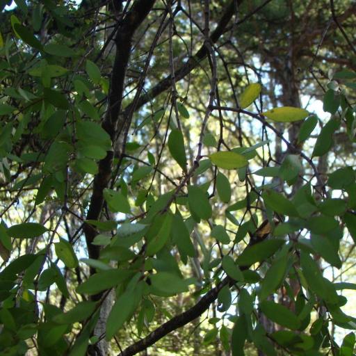 Alepis flavida other