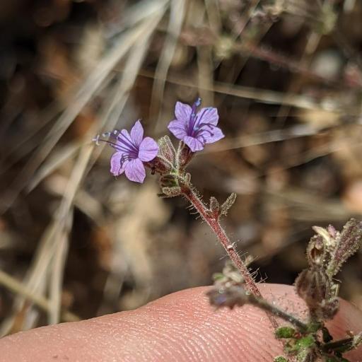 Allophyllum glutinosum — search result for 'Gilia'