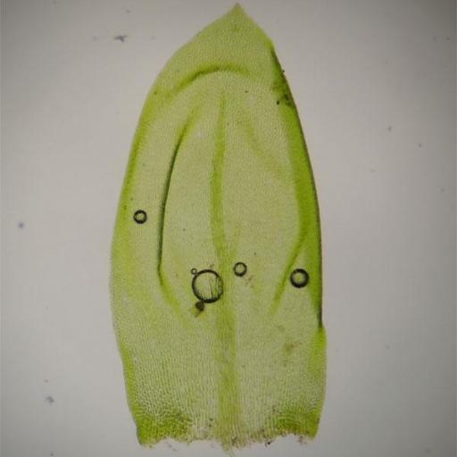 Isothecium alopecuroides other