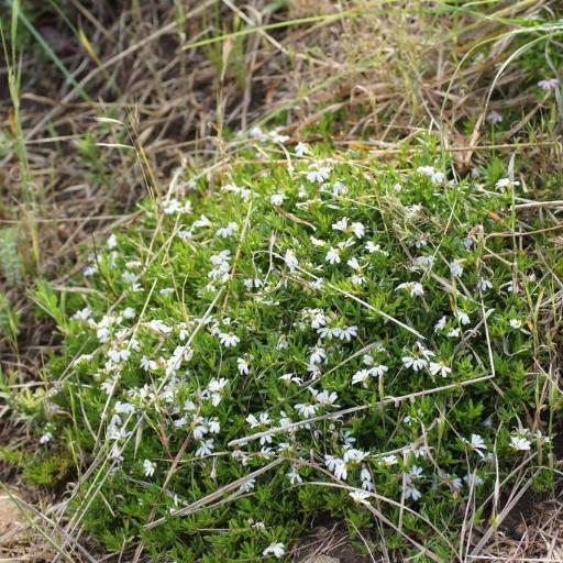Scaevola albida other