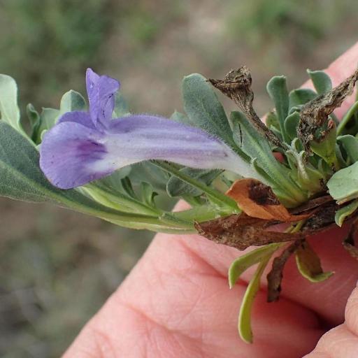 Aptosimum procumbens other