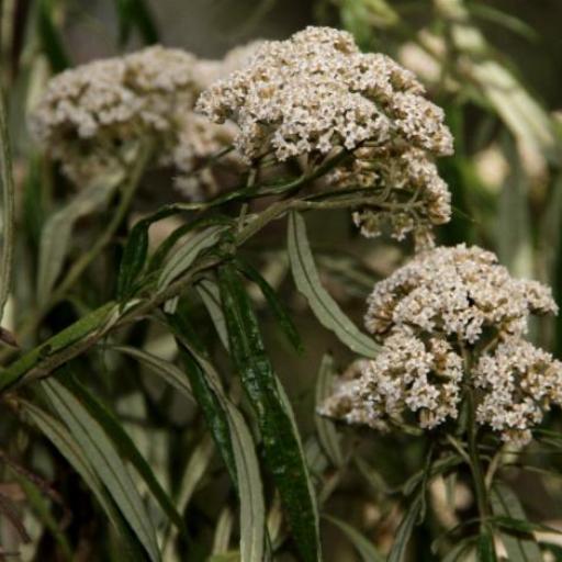 Ozothamnus argophyllus other