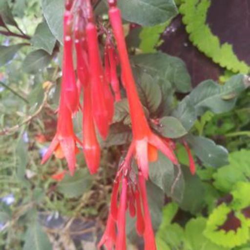 Fuchsia dependens — search result for 'Fuchsia'