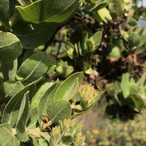 Arctostaphylos montaraensis other