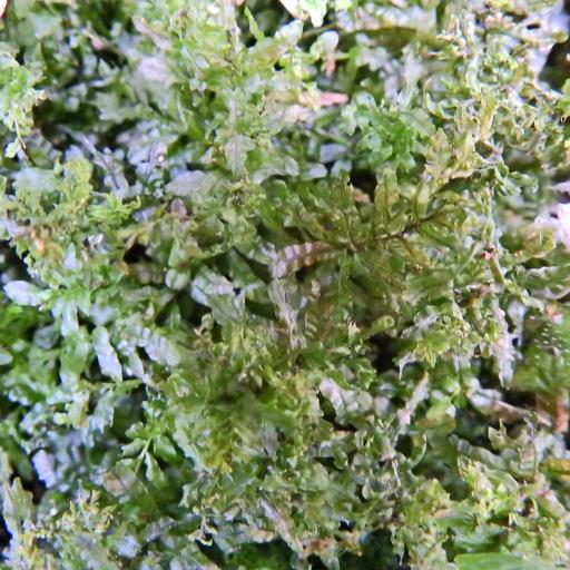 Plagiomnium undulatum other