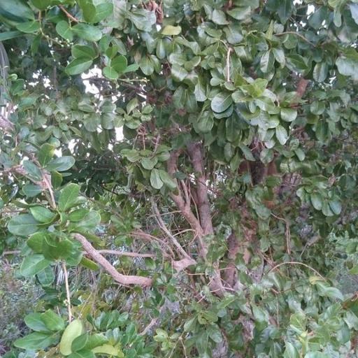 Pithecellobium keyense other