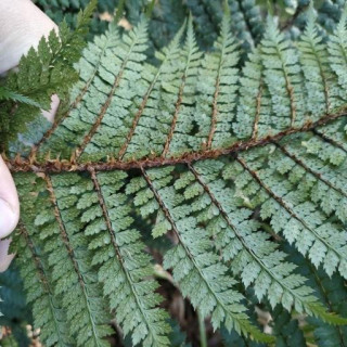Polystichum vestitum