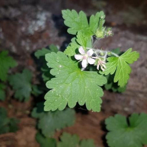 Geranium seemannii — houseplant care guide