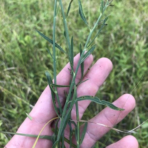 Boltonia diffusa — related species from the same genus