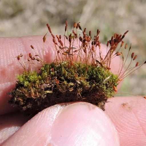 Weissia controversa — houseplant care guide