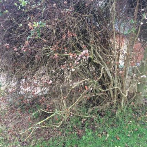Viburnum × bodnantense other
