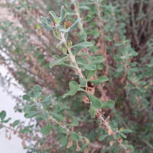 Leucophyllum laevigatum — related species from the same genus