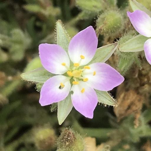Spergularia macrotheca other