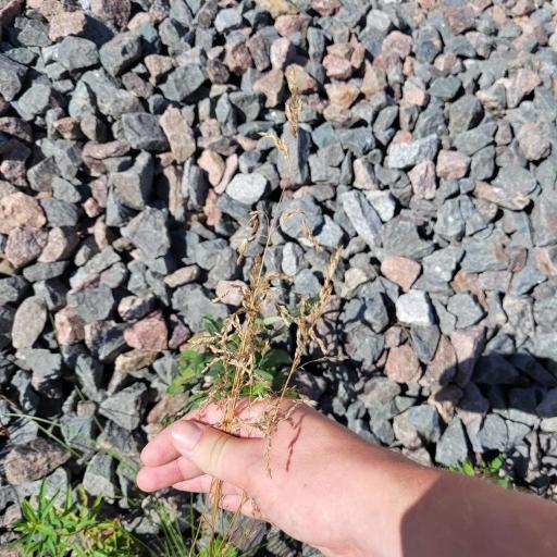 Poa angustifolia other