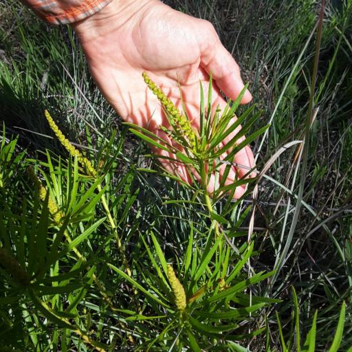 Stillingia texana other