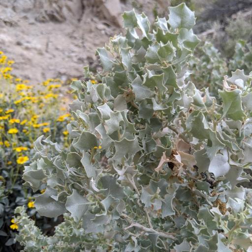 Atriplex hymenelytra other