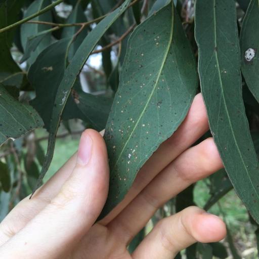 Eucalyptus moluccana — houseplant care guide