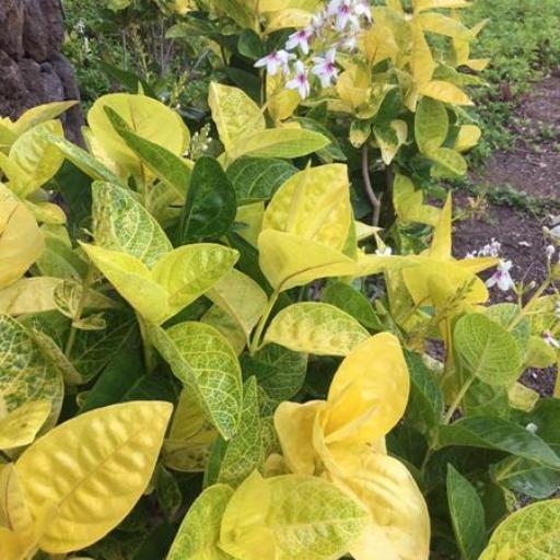 Pseuderanthemum maculatum other