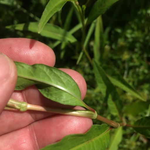 Persicaria pensylvanica