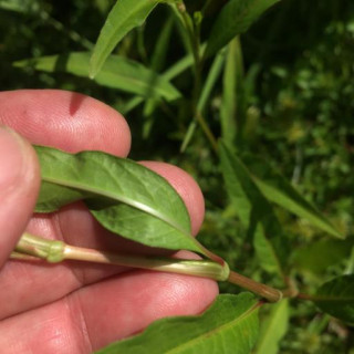 Persicaria pensylvanica