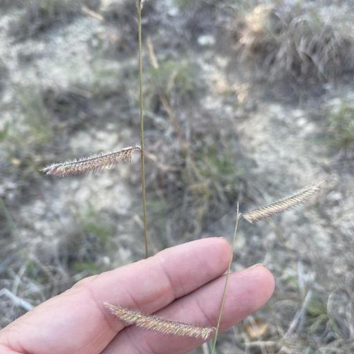 Bouteloua pectinata — search result for 'Bouteloua'