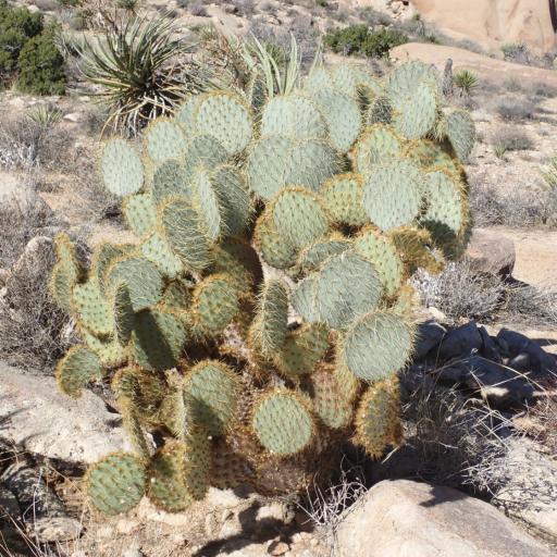 Opuntia chlorotica other