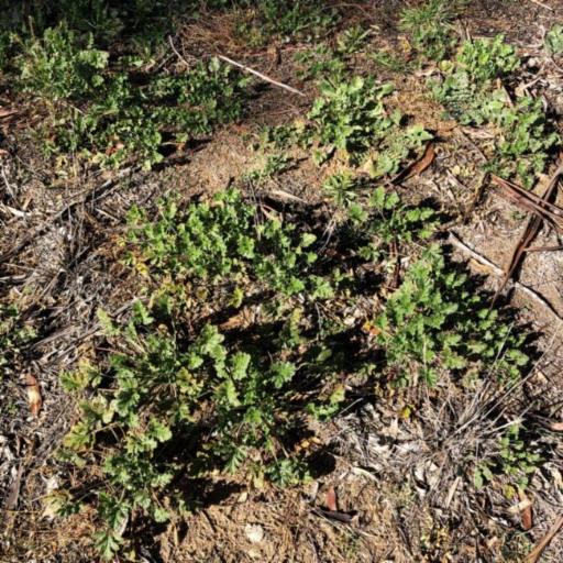 Erodium crinitum — search result for 'Erodium'