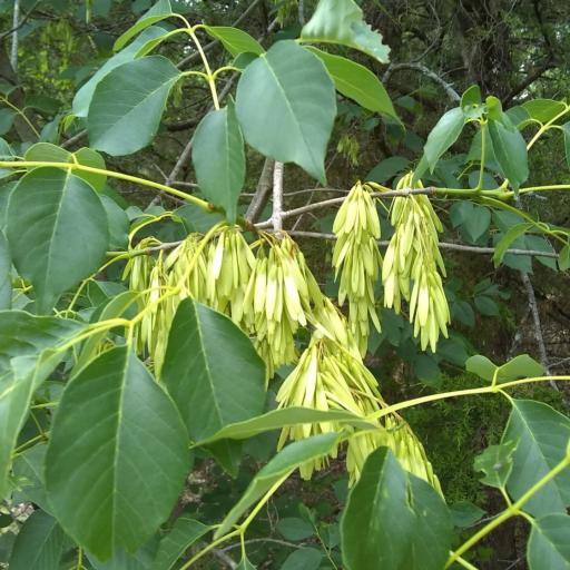 Fraxinus albicans other