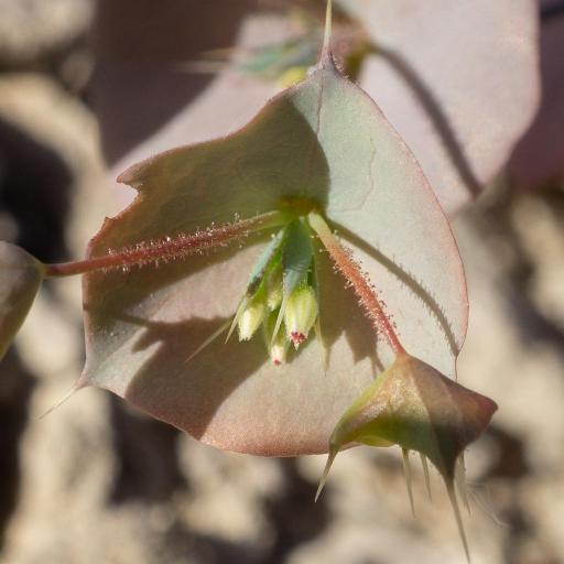 Oxytheca perfoliata — houseplant care guide