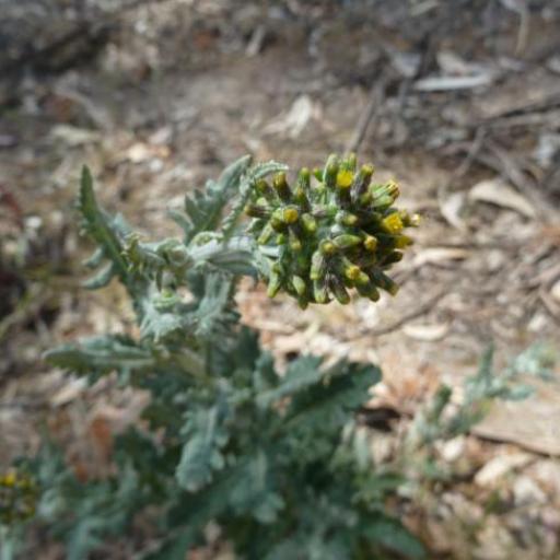 Senecio glomeratus other