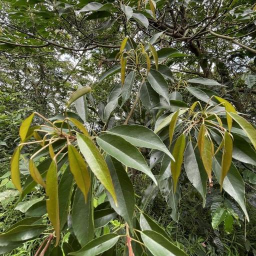 Elaeocarpus japonicus — houseplant care guide