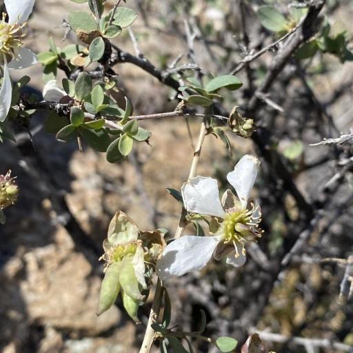 Crossosoma bigelovii other