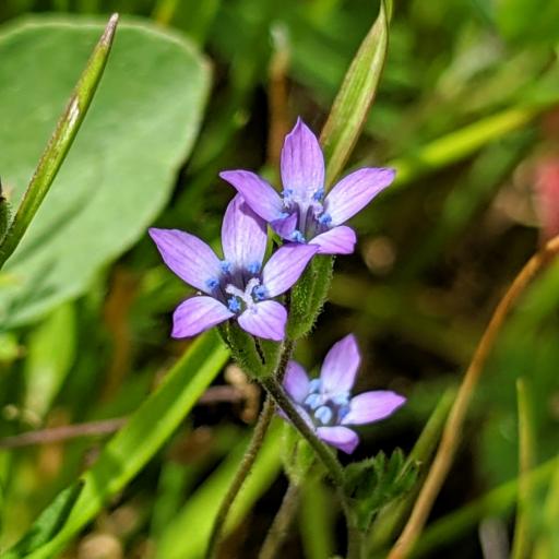 Gilia clivorum other