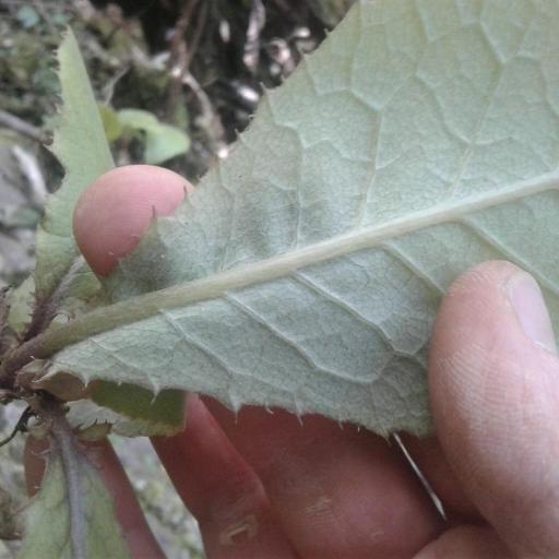 Brachyglottis hectorii — search result for 'Brachyglottis'