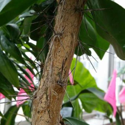 Rhodocactus grandifolius other