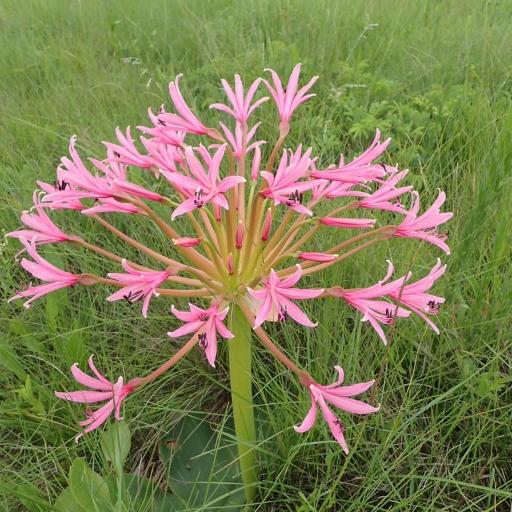 Brunsvigia radulosa other