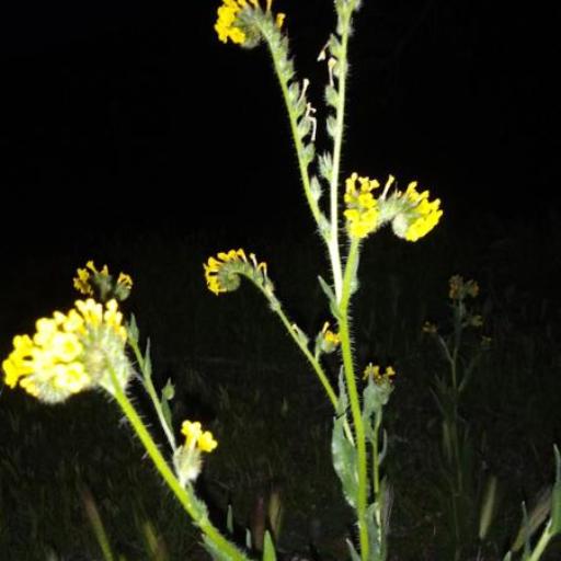 Amsinckia spectabilis other