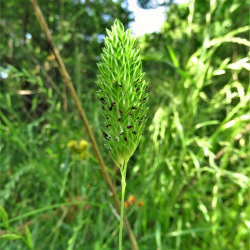 Phalaris caroliniana other