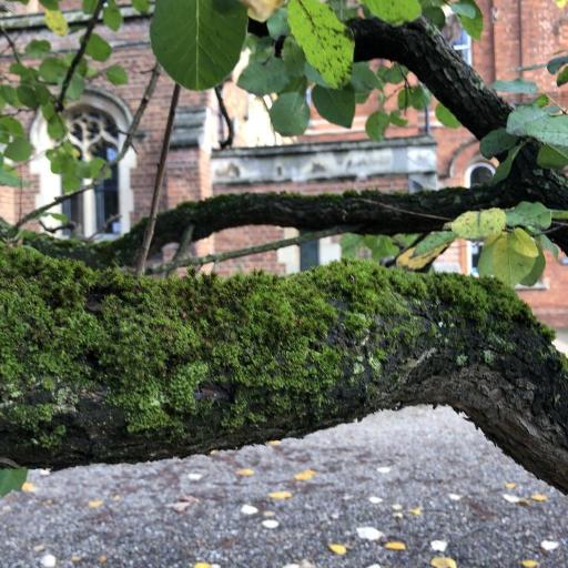 Syntrichia papillosa other