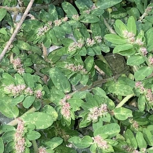 Euphorbia humistrata other