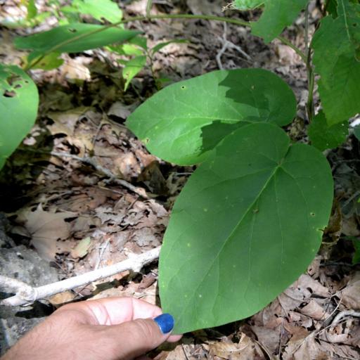Gonolobus suberosus other