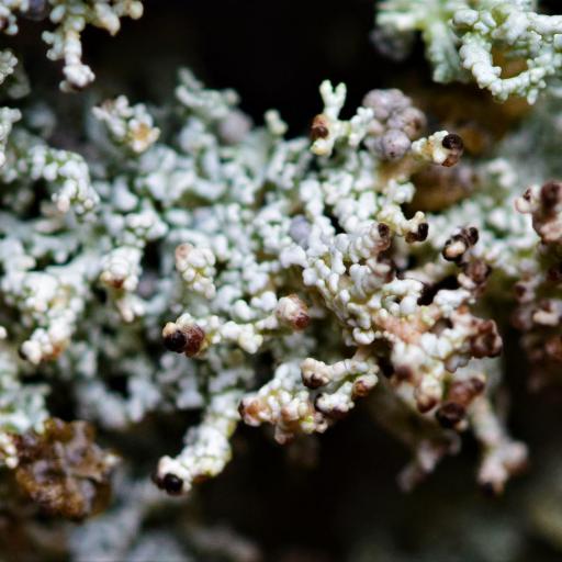 Nabalus crepidineus — houseplant care guide