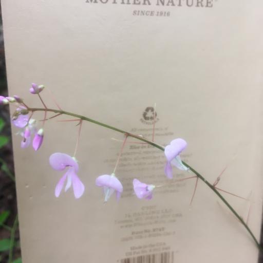 Hylodesmum nudiflorum — related species from the same genus