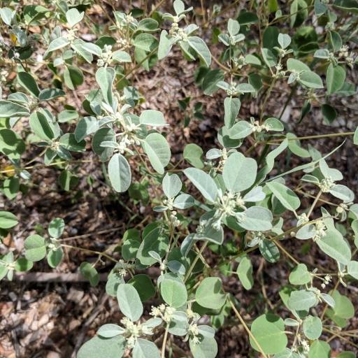 Croton lindheimerianus — houseplant care guide